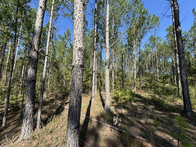 22 Acre Pine Plantation Close : Dadeville : Tallapoosa County : Alabama