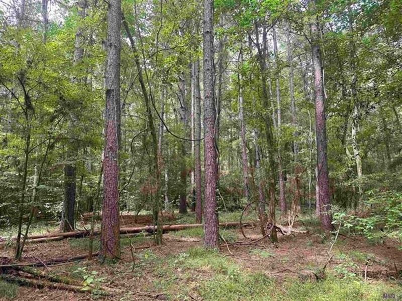 80 Acre Hunting and Timberland Prop : Columbia : Ouachita Parish : Louisiana