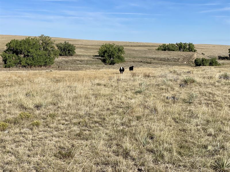 Willow Gulch Ranches : Deer Trail : Elbert County : Colorado