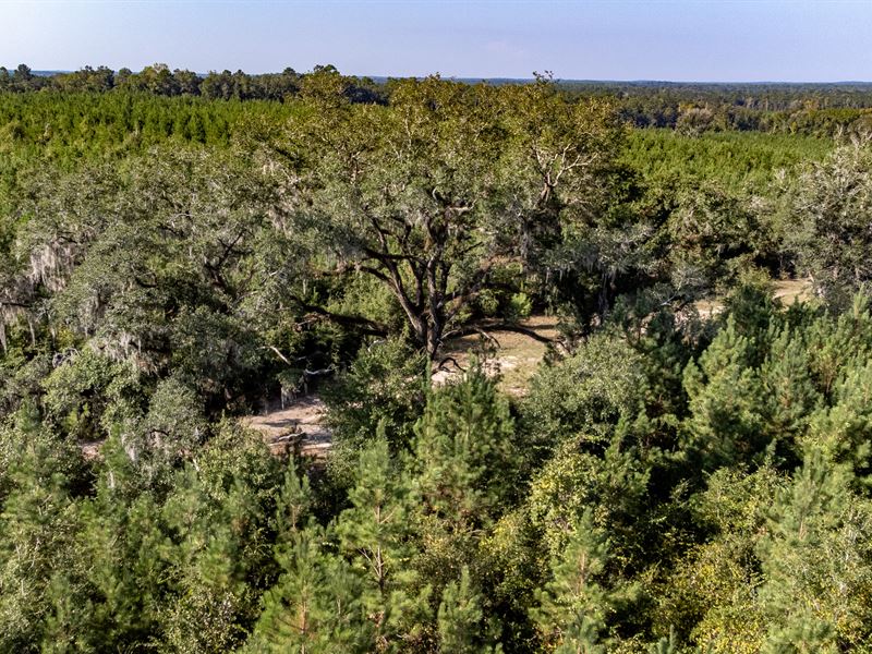 99 Ac Prime Timber Investment : Bonifay : Holmes County : Florida