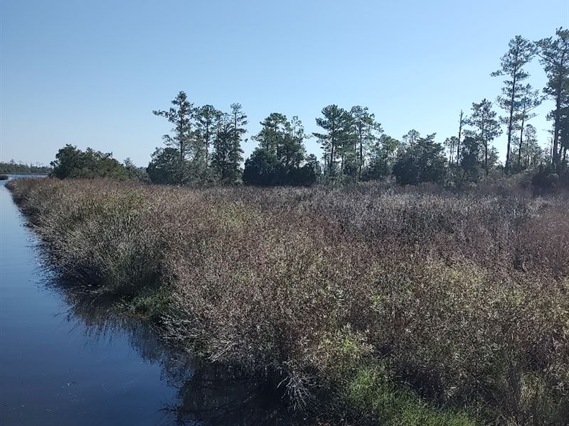 Affordable Hunting Land Eastern NC : Bayboro : Pamlico County : North Carolina