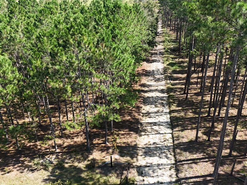 36+/- Acres, Dana Road : Baxley : Appling County : Georgia