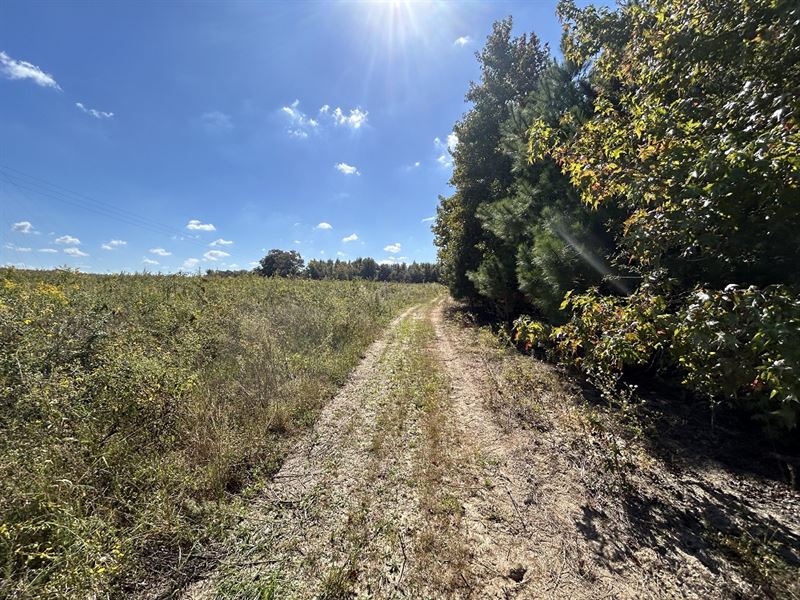 Midsized Hunting Tract : Hawkinsville : Pulaski County : Georgia