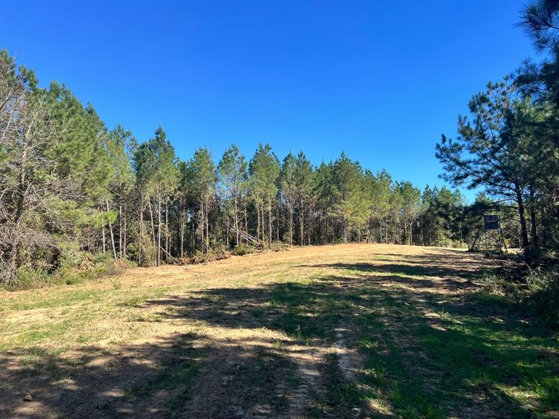 83 Acres in Amite County, MS : Crosby : Amite County : Mississippi