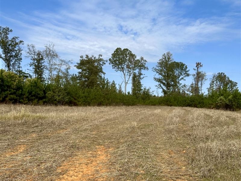 243 Acres in Winston County, MS : Louisville : Winston County : Mississippi