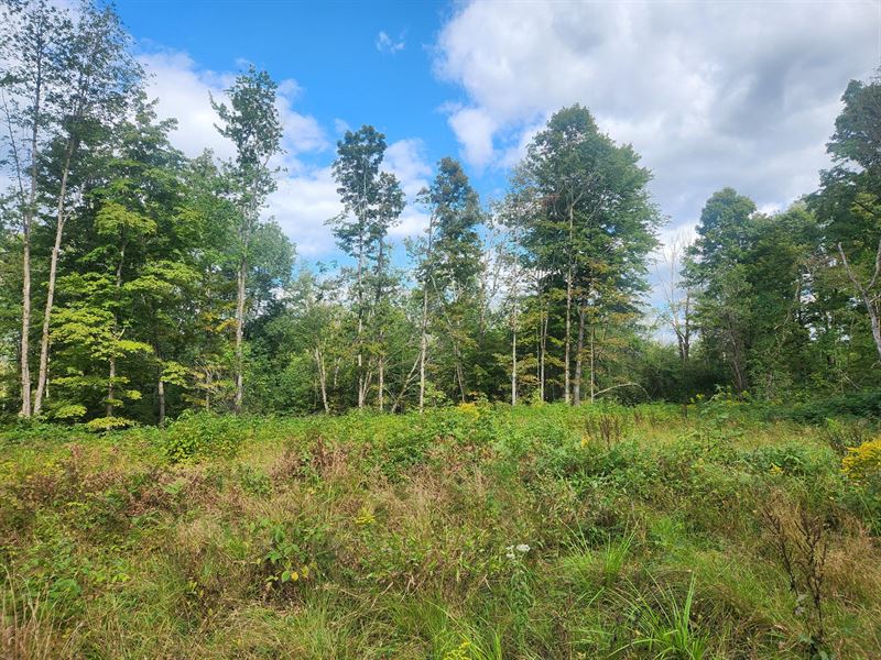 Borders West Osceola State Forest : Osceola : Lewis County : New York