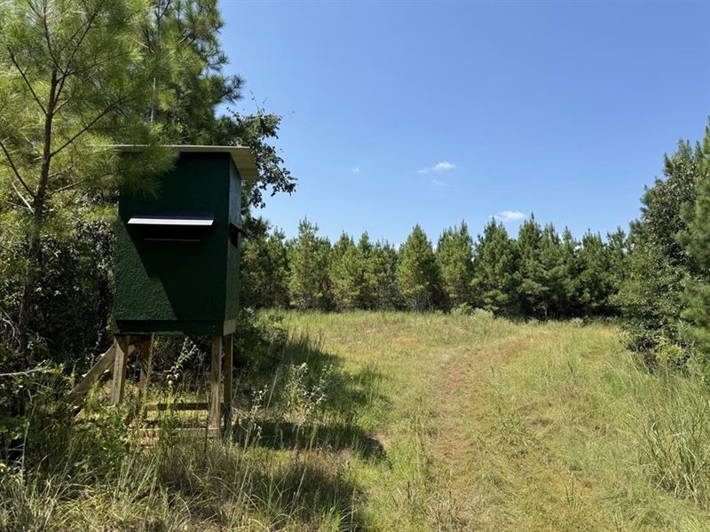 45 Acre Timberland Hunting Lincoln : Bogue Chitto : Lincoln County : Mississippi