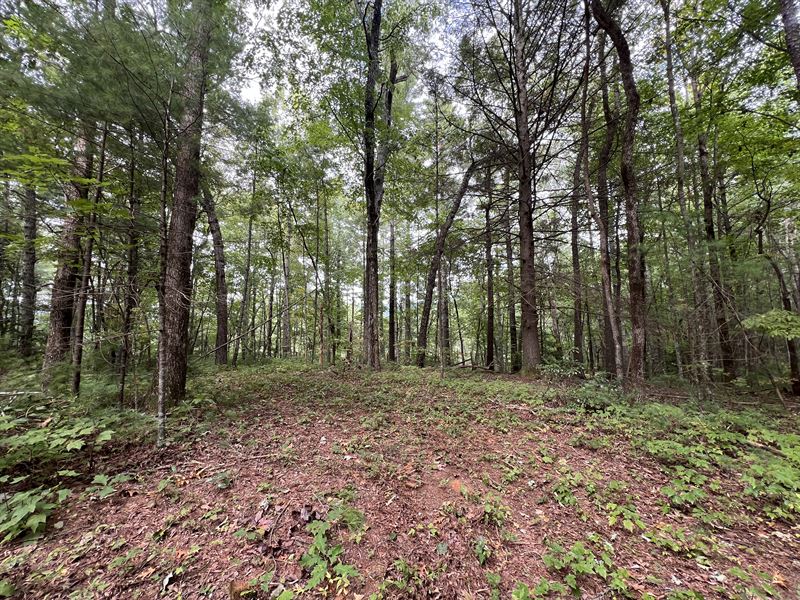 Whitecliff Road, Tract 3, 5.64 Ac : Ellijay : Gilmer County : Georgia