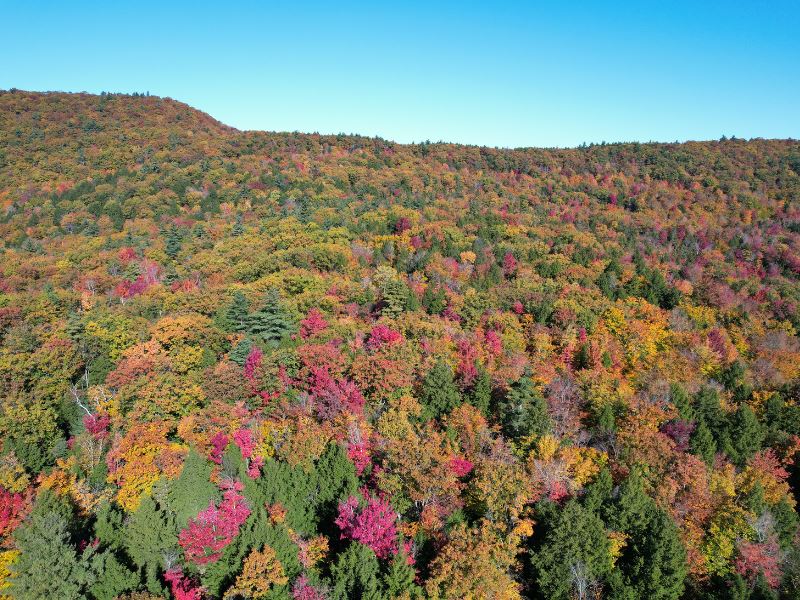 Tucker Mountain Forest : Andover : Merrimack County : New Hampshire