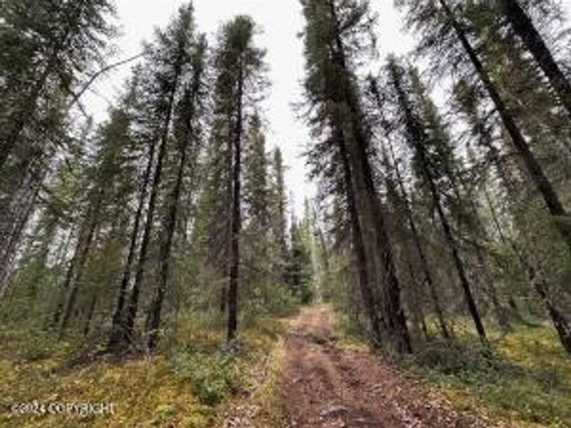 38.50 Acres in Tok, Alaska : Tok : Southeast Fairbanks Borough : Alaska