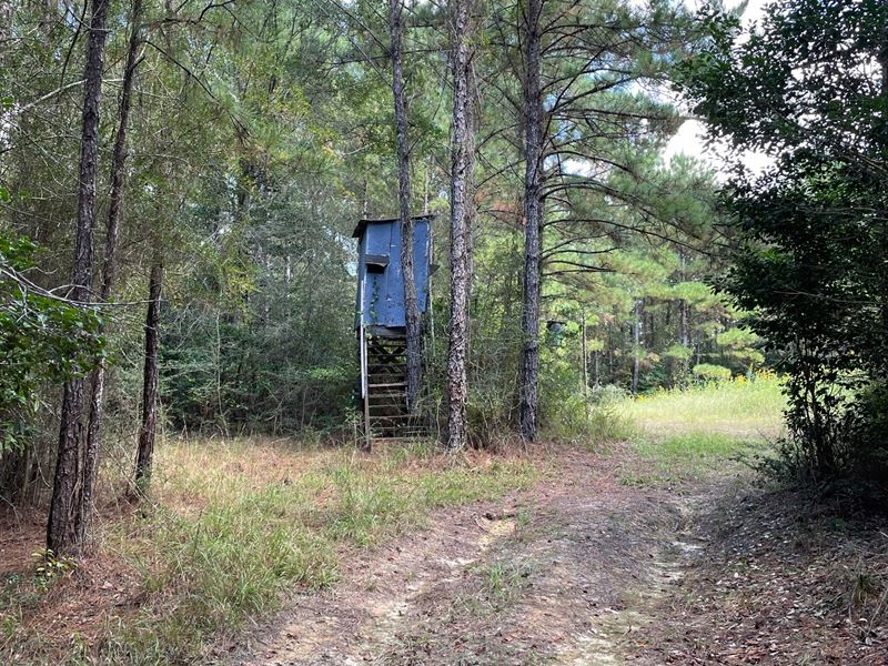 120 Ac Recreational Hunting & Timbe : Citronelle : Washington County : Alabama