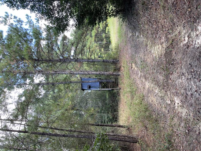 120 Ac Recreational Hunting & Timbe : Citronelle : Washington County : Alabama