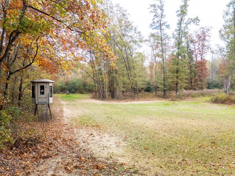 Cane Creek Woods : McRae : White County : Arkansas