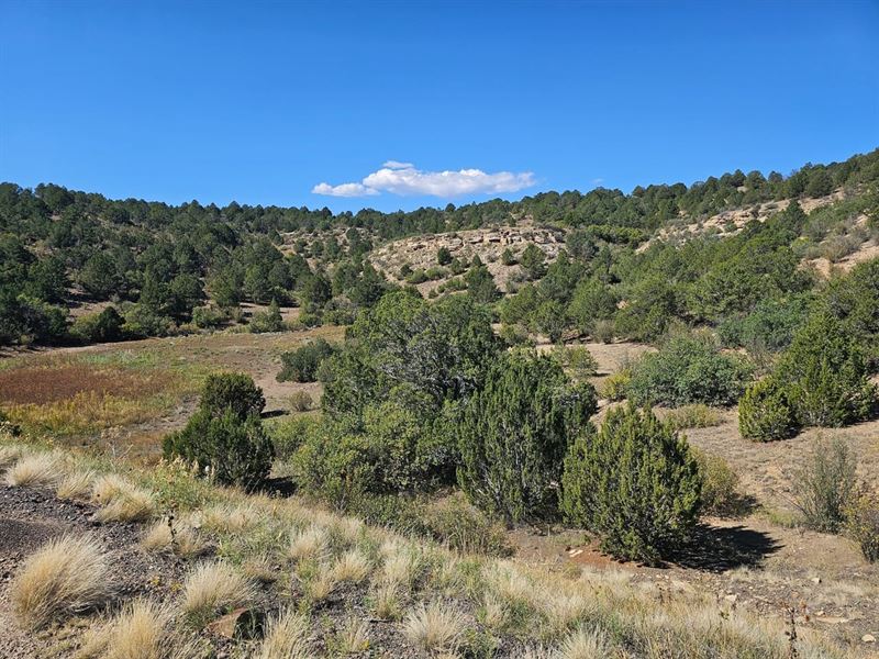 1 San Juan Mesa Ranch : Trinidad : Las Animas County : Colorado