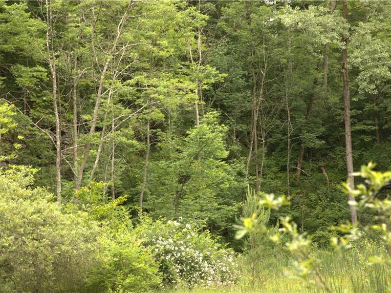 Whitetail Habitat on 42 Acres : Freetown : Cortland County : New York