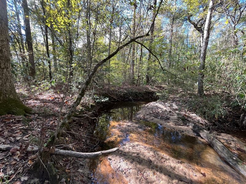 Waterfork Creek Hunting Tract : Toomsboro : Wilkinson County : Georgia