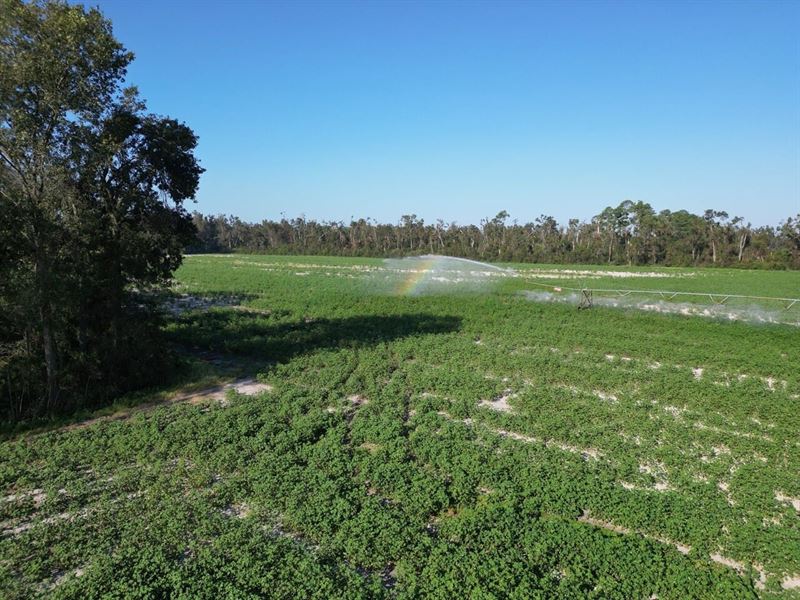 Barrington Farms : Mayo : Lafayette County : Florida