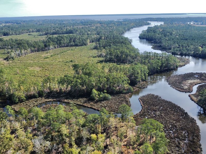 Prime Timberland Opportunity in NC : Oriental : Pamlico County : North Carolina