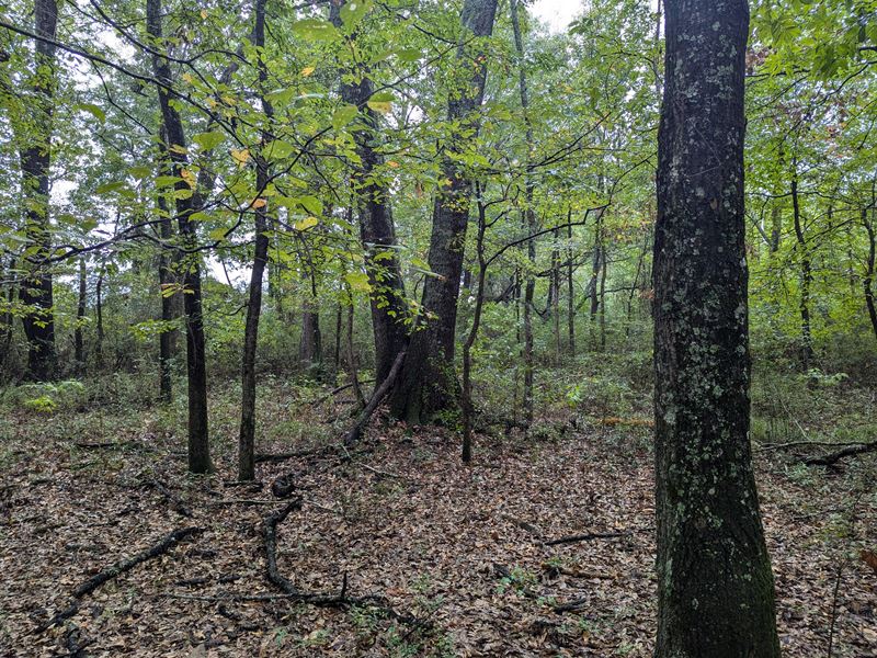 Autauga 23 Homesite : Deatsville : Autauga County : Alabama