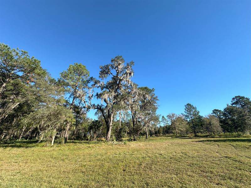 260 Ac, Micanopy, FL : Micanopy : Marion County : Florida