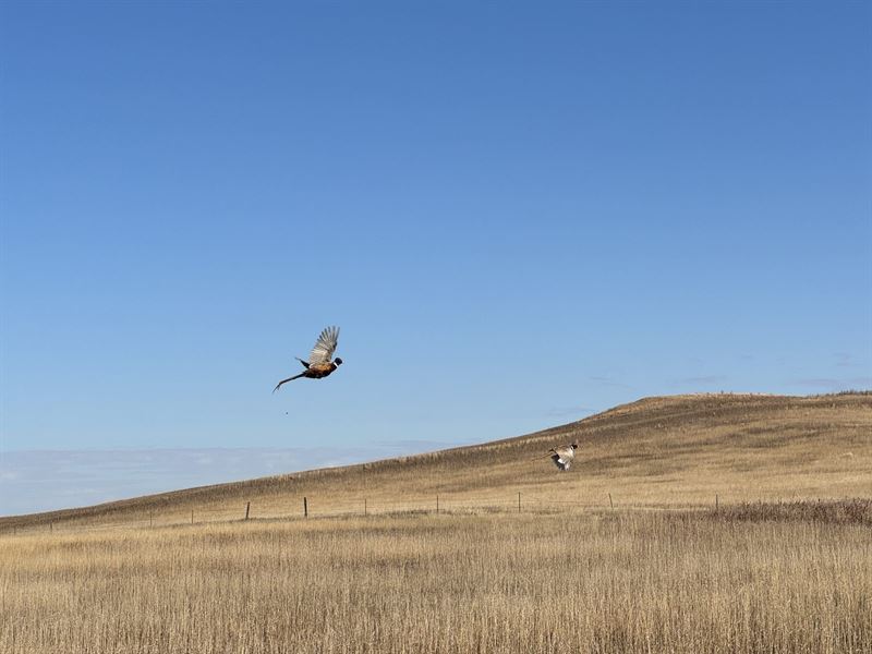 Lacounte Farm : Bainville : Roosevelt County : Montana