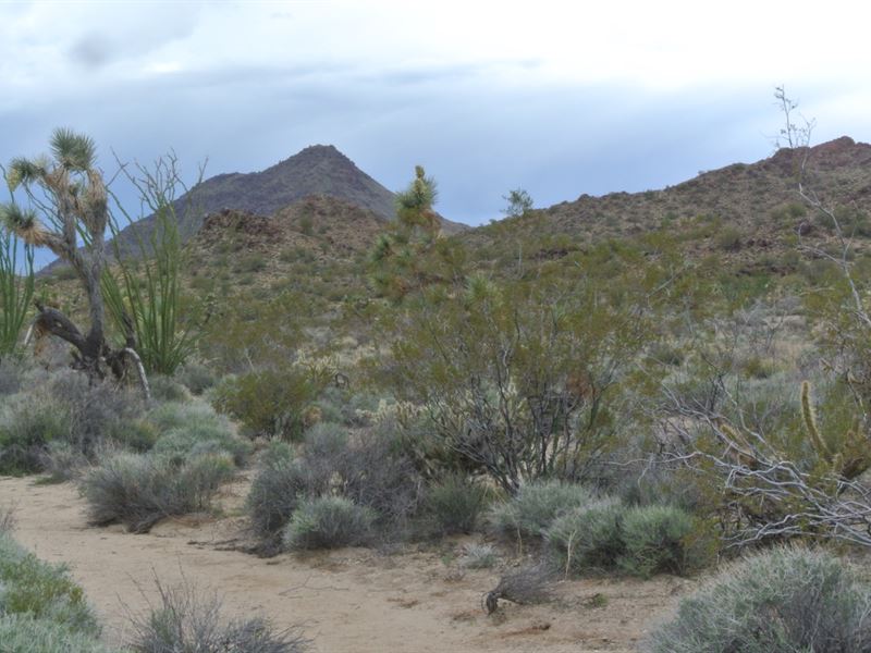 2.35 Acres for $149/Mo : Yucca : Mohave County : Arizona