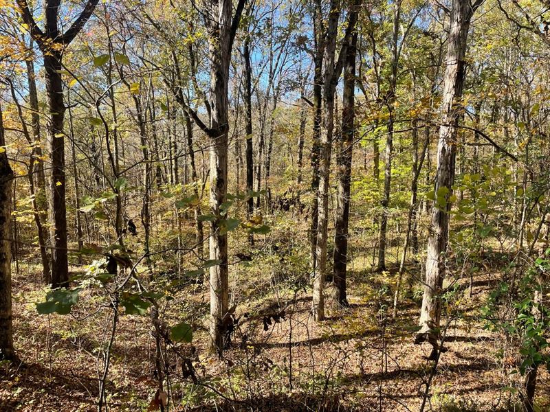 201.60 Acres in Askew, Mississippi : Askew : Panola County : Mississippi