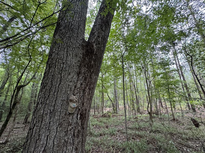 34 Ac of Pine Plantation, Close : Dadeville : Tallapoosa County : Alabama