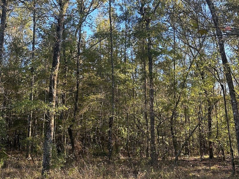 208 Acres Mt. Carmel Rd. Millry : Millry : Washington County : Alabama