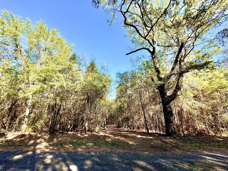 Wooded Building Lot : Bullard : Twiggs County : Georgia