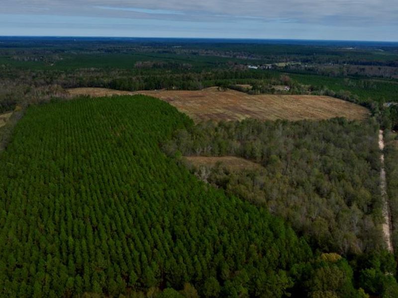 Water Oak Farm, Tract 9 : Sylvania : Screven County : Georgia