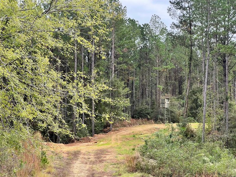 100 Acres in Amite County, MS : Crosby : Amite County : Mississippi