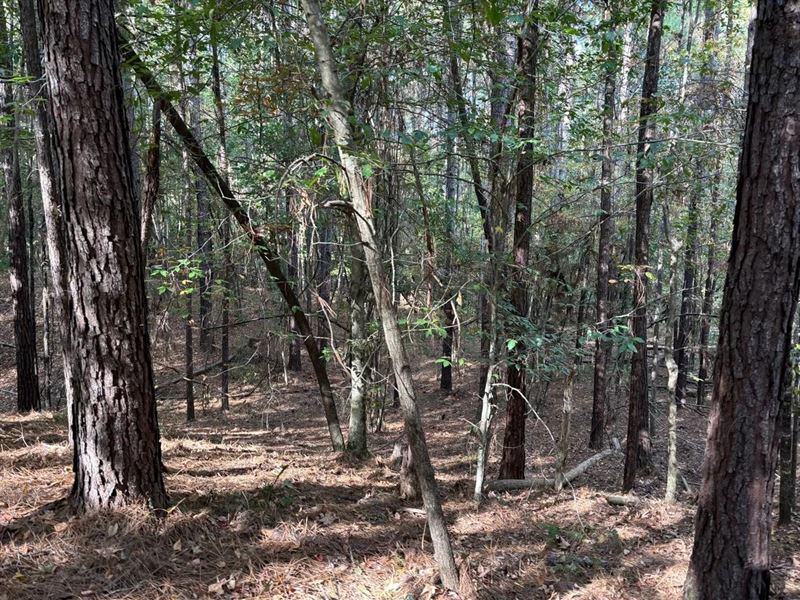 42 Acres Franklin County Hunting LA : Roxie : Franklin County : Mississippi