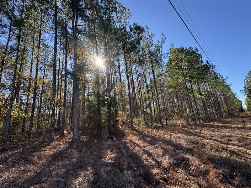 41 Acre Pine Plantation, County : Camp Hill : Tallapoosa County : Alabama