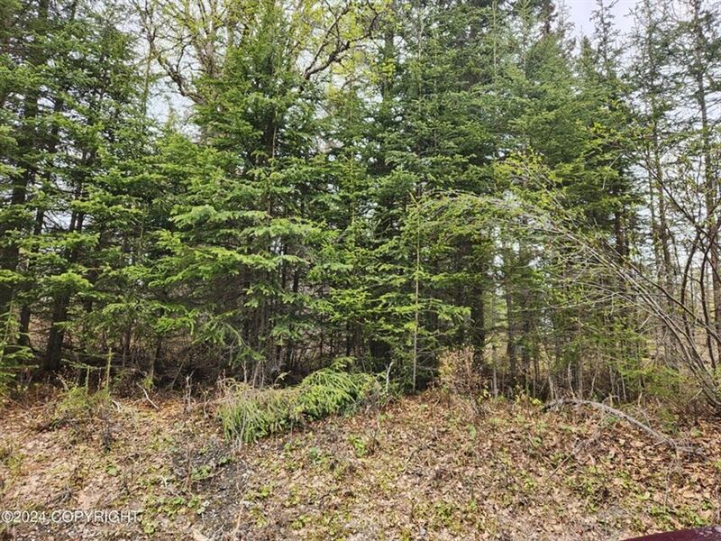 1 Acre Heavily Wooded Vacant Lot : Kenai : Kenai Peninsula Borough : Alaska