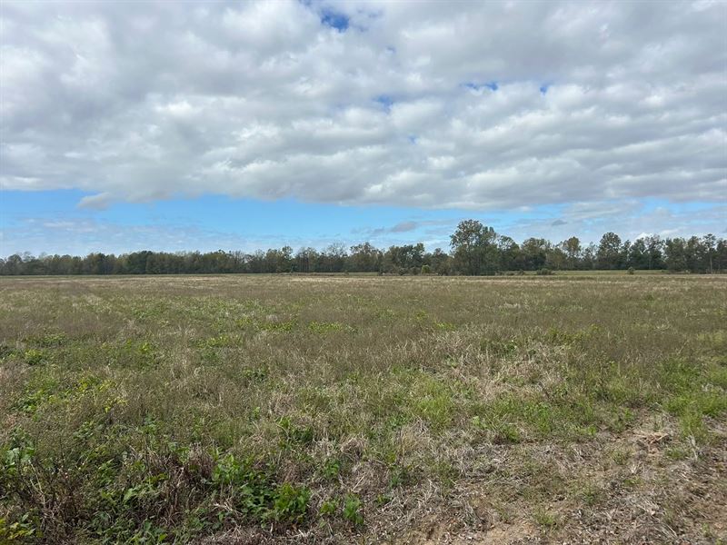 40 Acres in Humphreys County, MS : Belzoni : Humphreys County : Mississippi