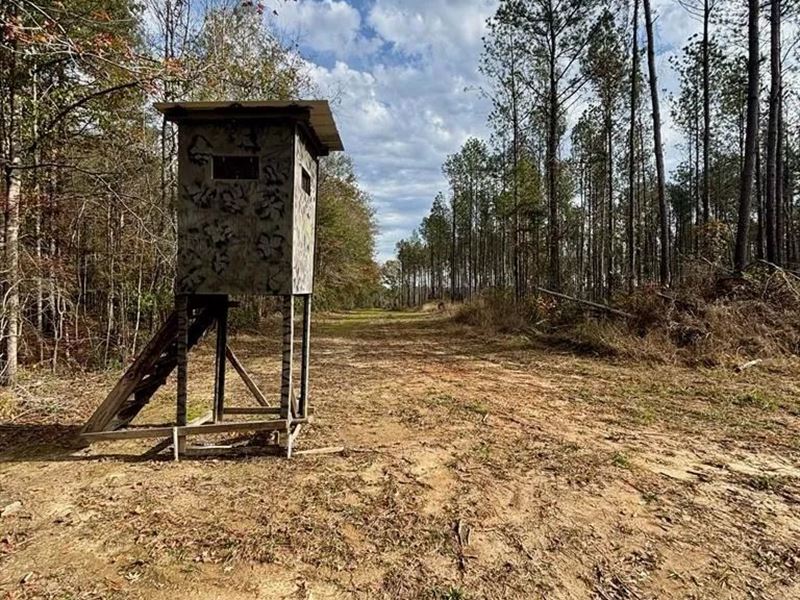 Hunting and Timberland for Sale : Osyka : Amite County : Mississippi