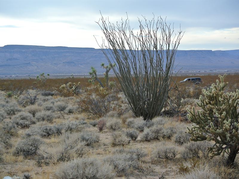 Yucca Bug Out : Yucca : Mohave County : Arizona