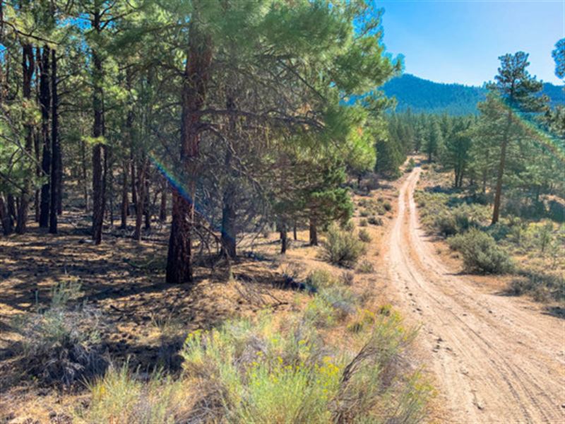 Birdwatchers Paradise : Beatty : Klamath County : Oregon