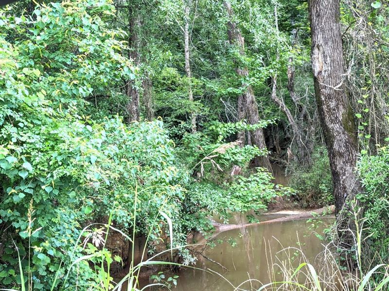 Great Hunting Tract in Troup, Tx : Troup : Cherokee County : Texas