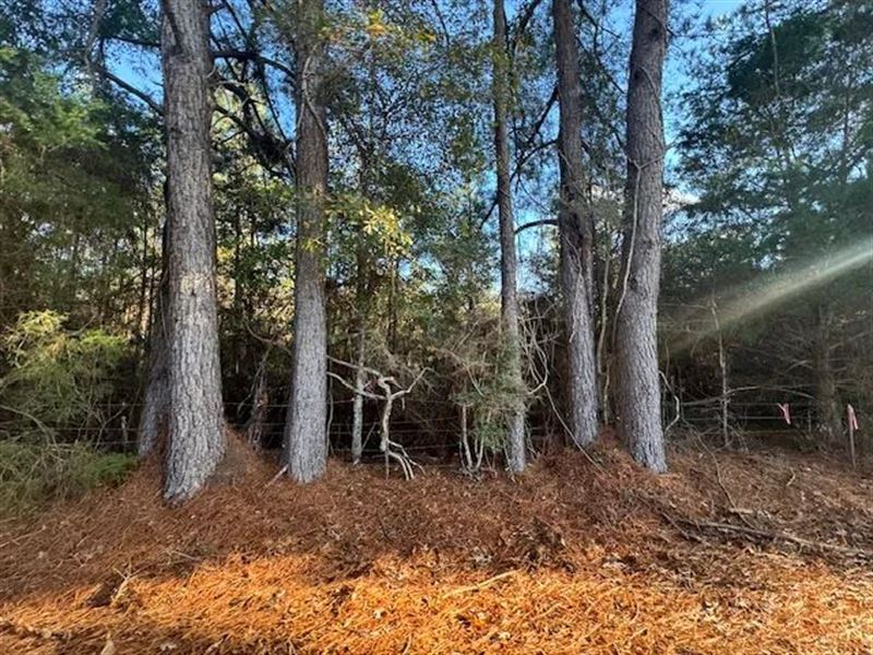 5 Wooded Acres On Tom Warner Road : Tylertown : Walthall County : Mississippi