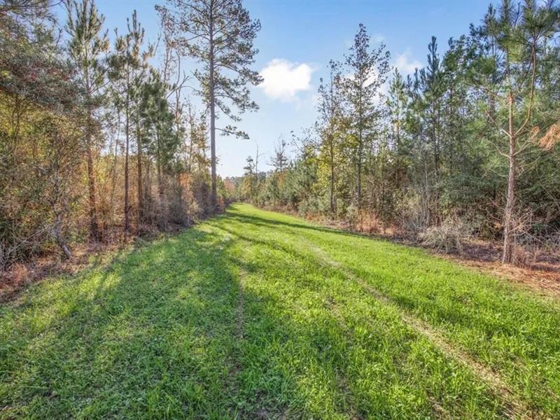 Land for Sale in Amite County, MS : Gloster : Amite County : Mississippi