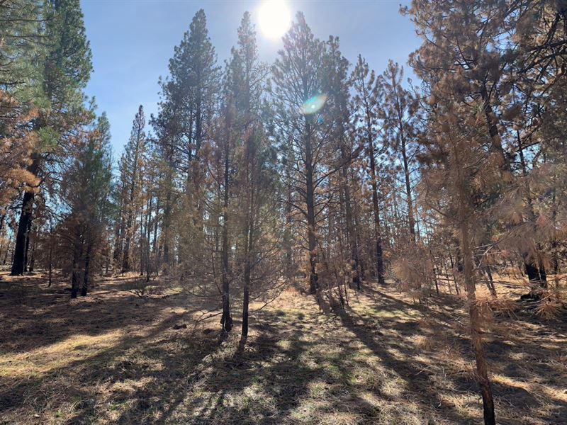 Classic Rustic Living on 1.64 Ac : Chiloquin : Klamath County : Oregon