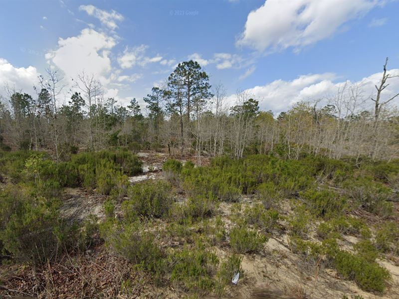 Work of Art by Mother Nature : Interlachen : Putnam County : Florida