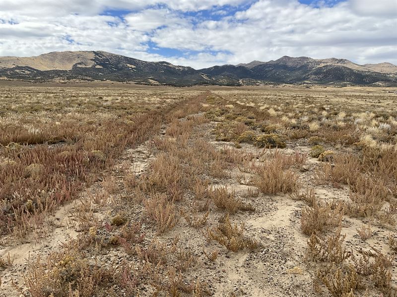 Golden Opportunity, Golden Hued : Montello : Elko County : Nevada