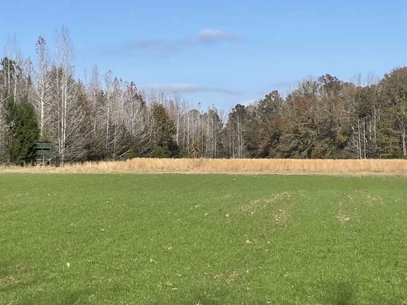 212 Acres-Dallas and Wilcox Coun : Alberta : Dallas County : Alabama