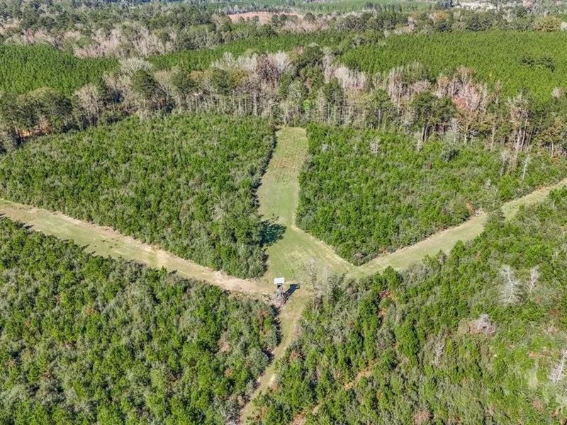 150 Acres for Sale Amite County : Liberty : Amite County : Mississippi