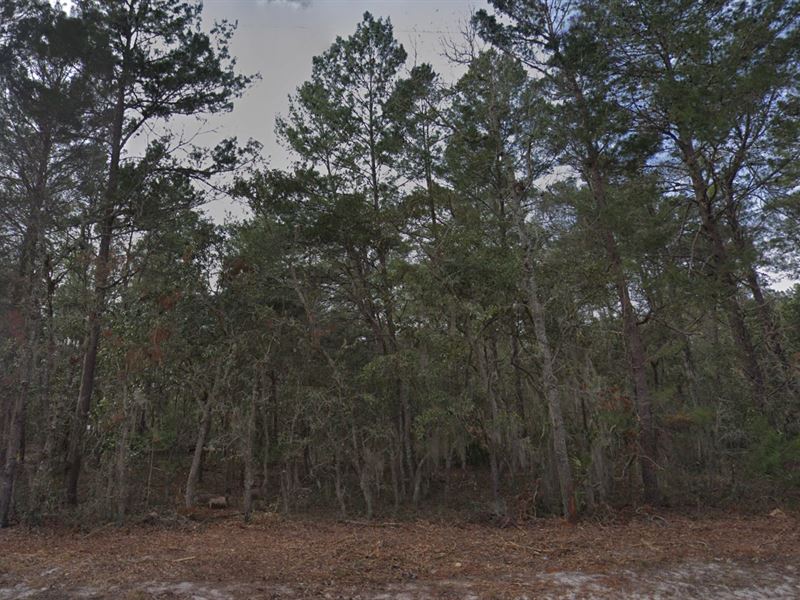 Three Serene Adjacent Lots : Interlachen : Putnam County : Florida