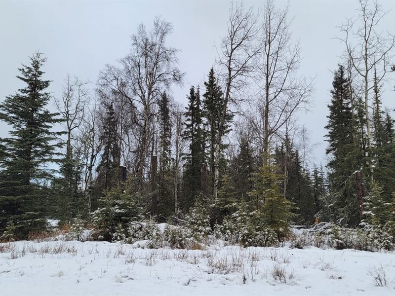 Nicely Wooded Undeveloped Parcel lo : Kenai : Kenai Peninsula Borough : Alaska