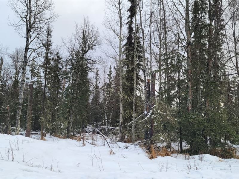 Nicely Wooded Undeveloped Parcel WI : Kenai : Kenai Peninsula Borough : Alaska